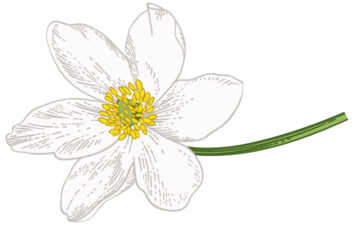 flor3_